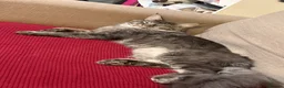 Maine Coon cats for sale: Russian Xl Maine coon Smokey  - Advert 8