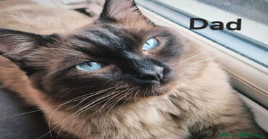 Ragdoll cats - Advert 5