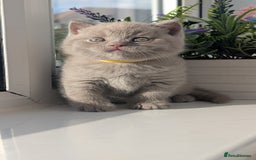 British Shorthair cats for sale: Only one boy available 💜🐾 - Image 16