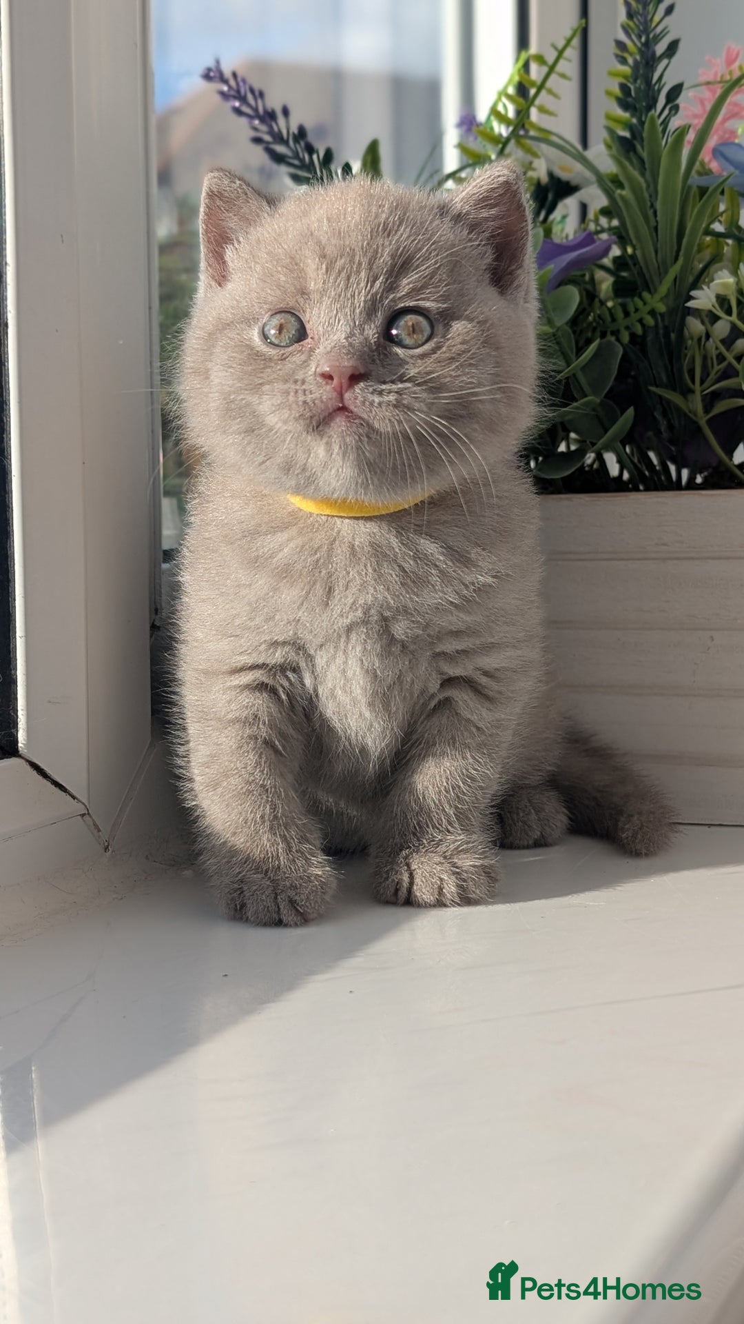 British Shorthair cats for sale: Only one boy available 💜🐾 - Image 16
