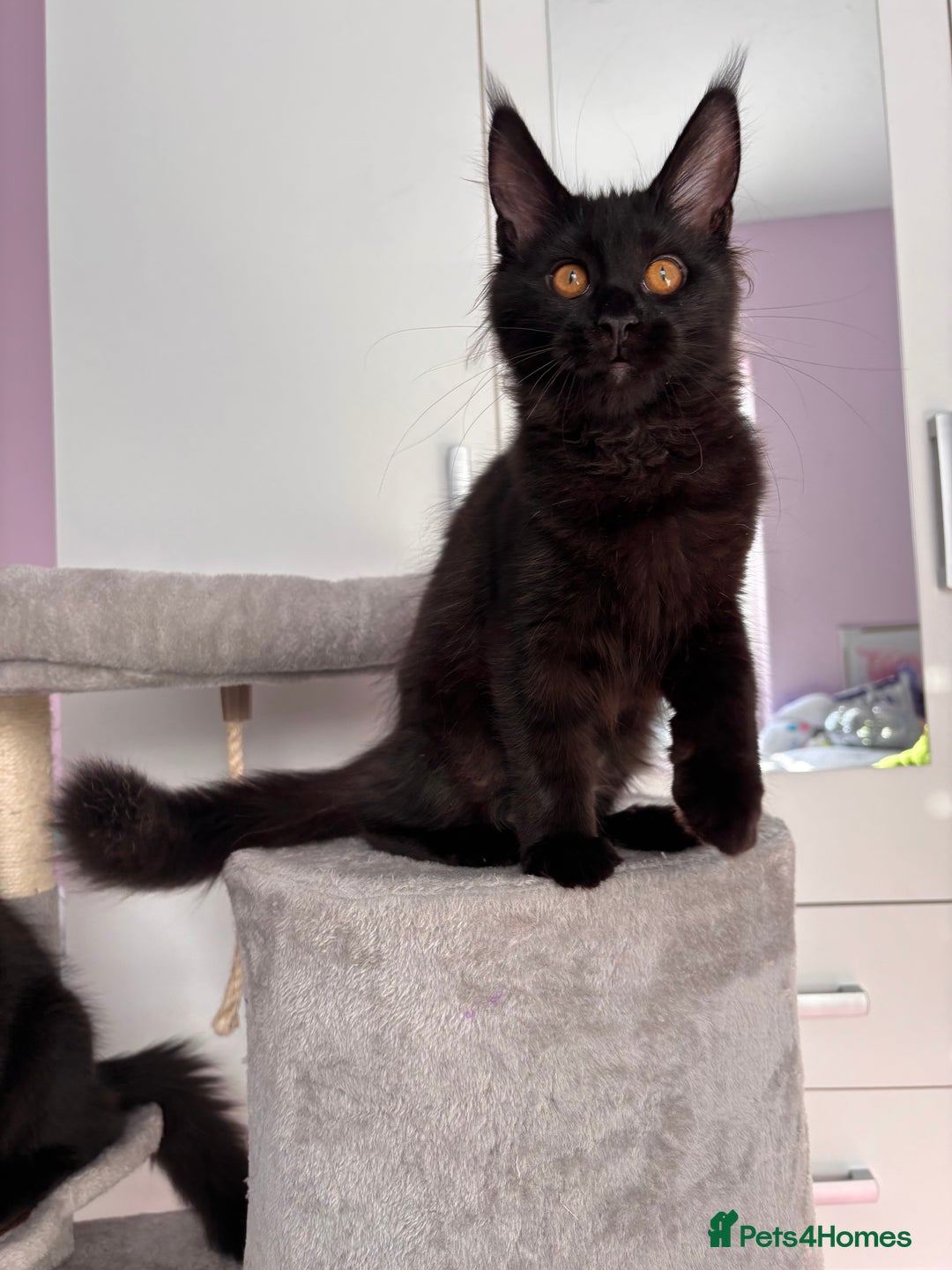 Maine Coon cats for sale: ✨7 Pure Bred Maine Coon Kittens✨ - Advert 16