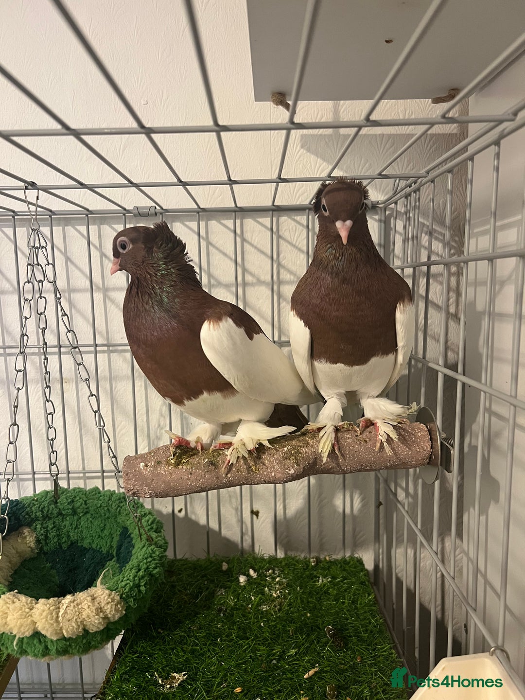 Pigeons birds for sale: Gorgeous Pigeon pair with cage.  - Advert 5