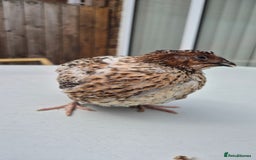 Quail poultry for sale: Jumbo celadon quail/Bantams chicks & more - Image 5