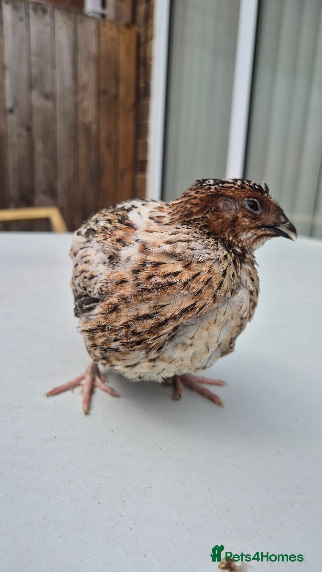 Quail poultry for sale: Jumbo celadon quail/Bantams chicks & more - Image 5