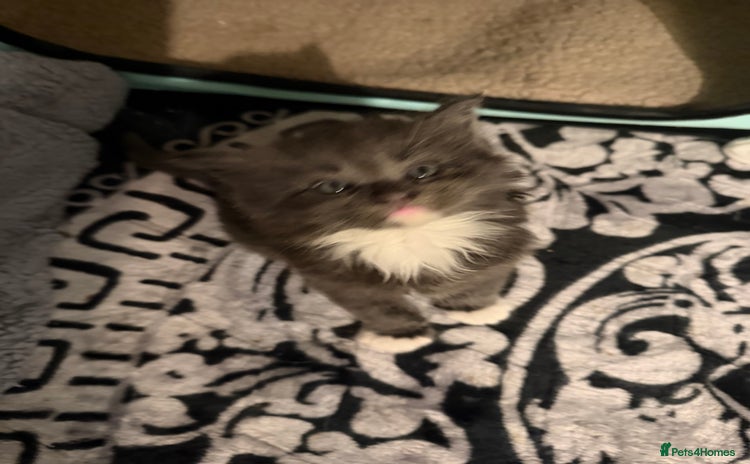 Maine Coon cats Stunning Hugh cubs - Advert 16