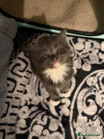 Maine Coon cats Stunning cubs - Advert 1