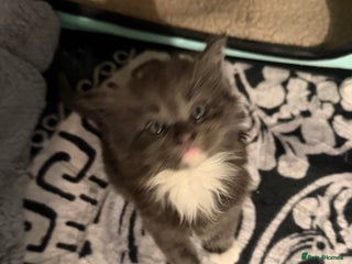 Maine Coon cats Stunning Hugh cubs - Advert 17