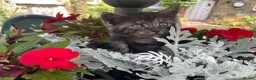 Maine Coon cats for sale: Beautiful Maine Coon X kittens  CUTIES!  - Advert 6