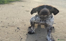 German Shorthaired Pointer dogs for stud: Frank the German Shorthaired Pointer stud in Pickering - Image 3