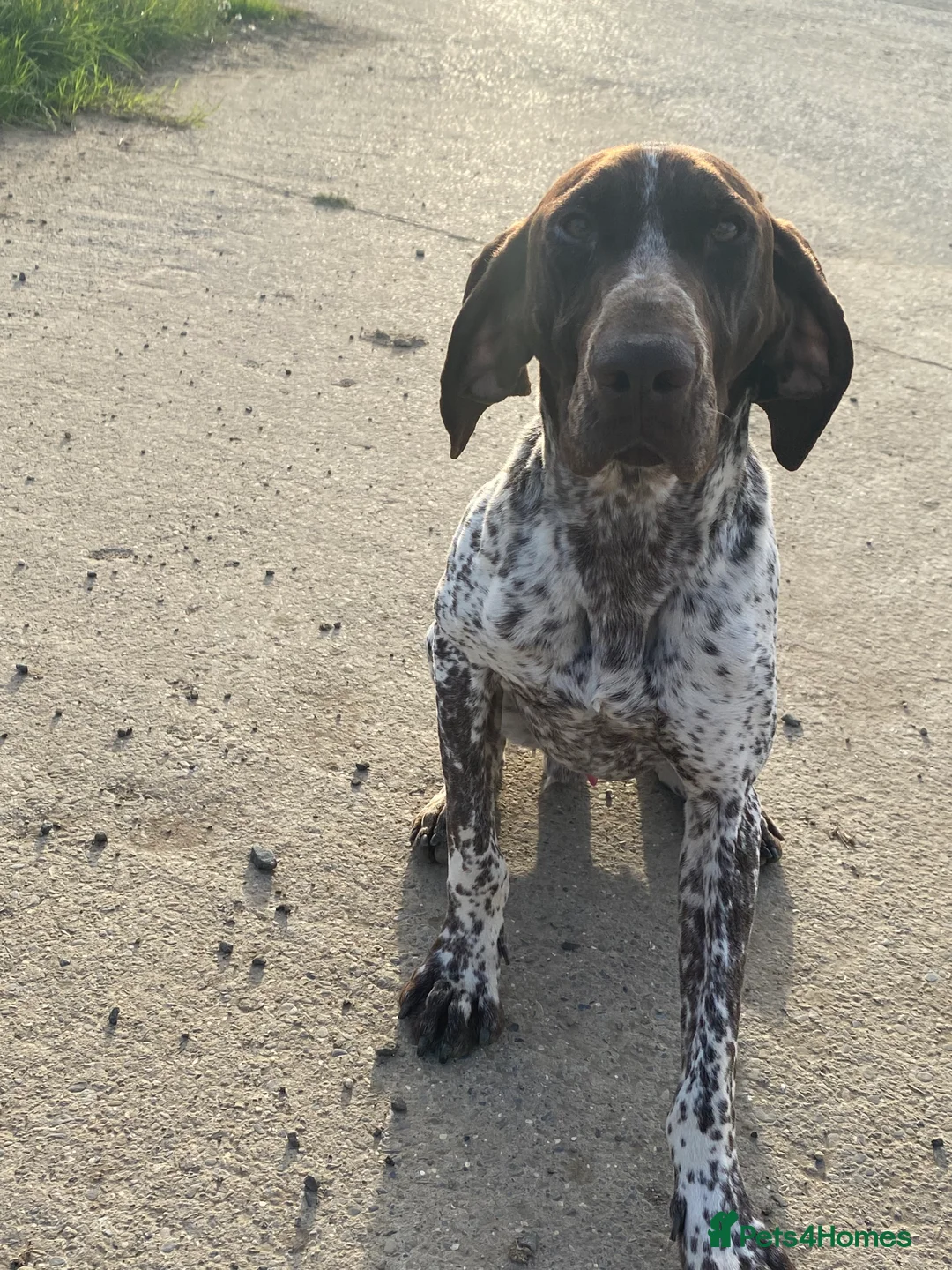 German Shorthaired Pointer dogs for stud: Frank the German Shorthaired Pointer stud in Pickering - Advert 4