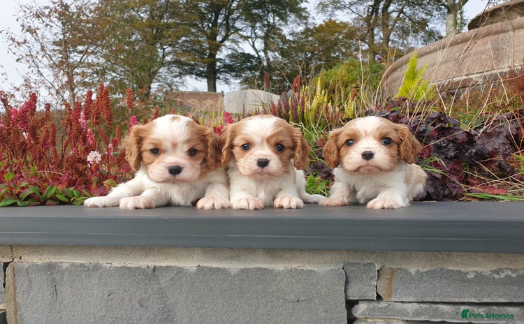 Cavalier King Charles Spaniel dogs for sale - Advert 1