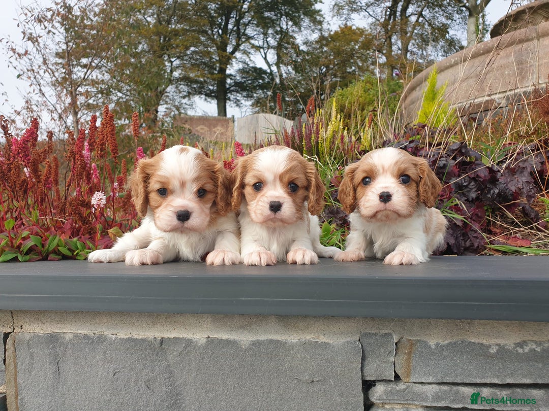 Cavalier King Charles Spaniel dogs for sale: Super cute KC blenheim pups, health tested parents - Image 1