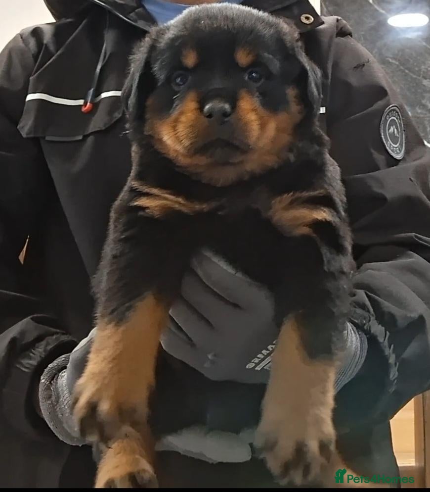 Rottweiler dogs Rottwiler puppies  - Advert 2
