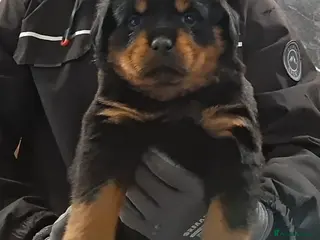 Rottweiler dogs Rottwiler puppies - Advert 2