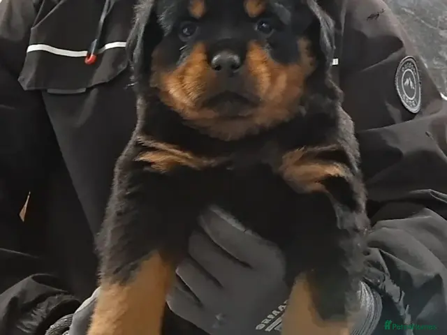 Rottweiler dogs Rottwiler puppies - Advert 2