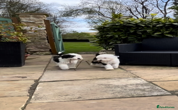 Old English Sheepdog dogs - Advert 1