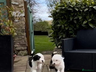 Old English Sheepdog dogs - Advert 1