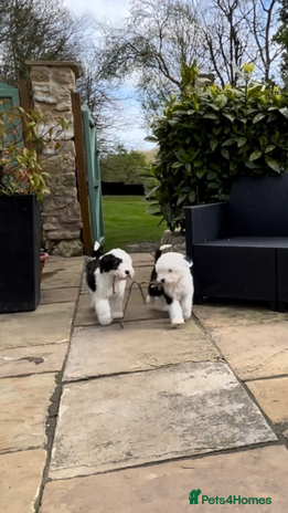 Old English Sheepdog dogs - Advert 1