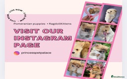 Pomeranian dogs for sale: Beautiful Russian bloodline Pomeranian puppies - Image 14