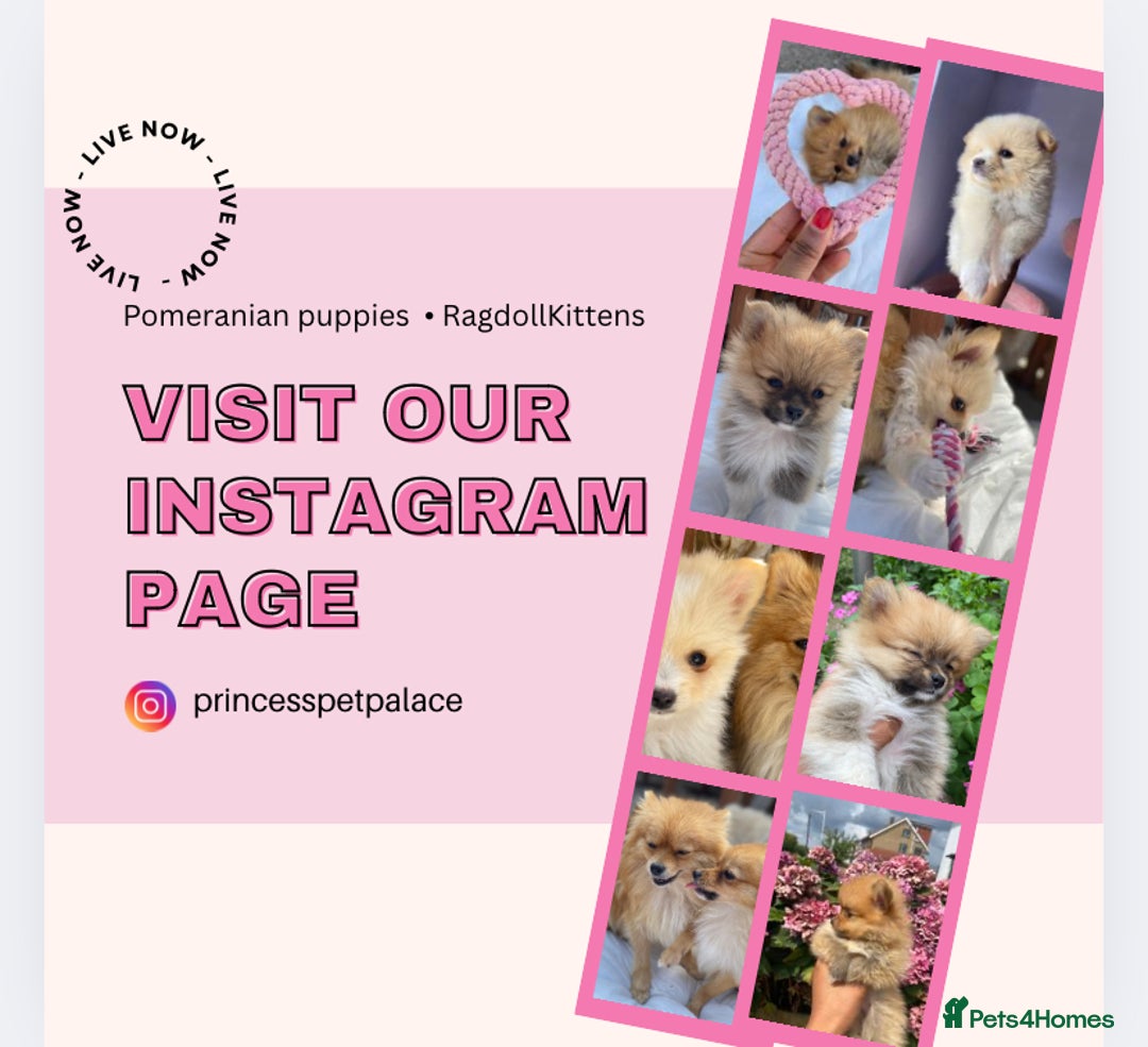 Pomeranian dogs for sale: Beautiful Russian bloodline Pomeranian puppies - Image 14