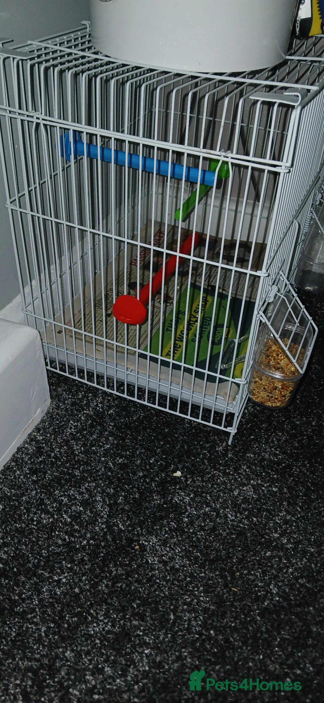 Budgerigars birds for sale: Budgies  in York - Advert 2