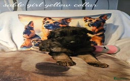 German Shepherd dogs for sale: GLENCONNER KC REGISTERED GERMAN SHEPHERD PUPS  - Image 8