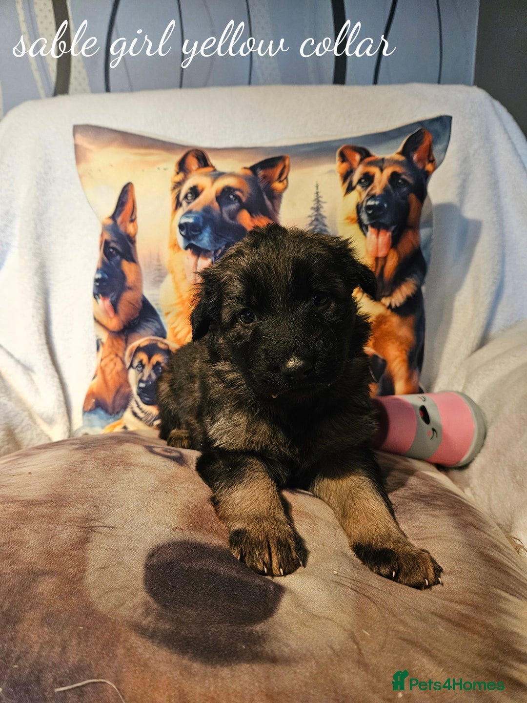 German Shepherd dogs for sale: GLENCONNER KC REGISTERED GERMAN SHEPHERD PUPS  - Image 8