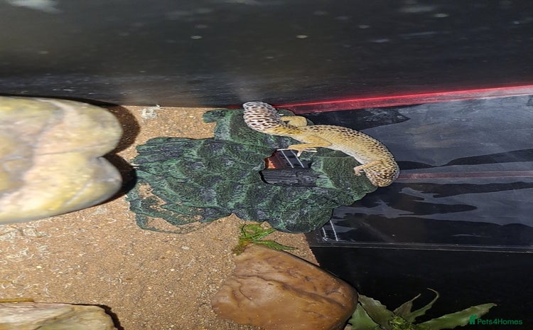 Leopard Gecko reptiles - Advert 8