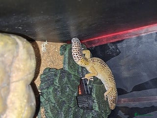 Leopard Gecko reptiles - Advert 5