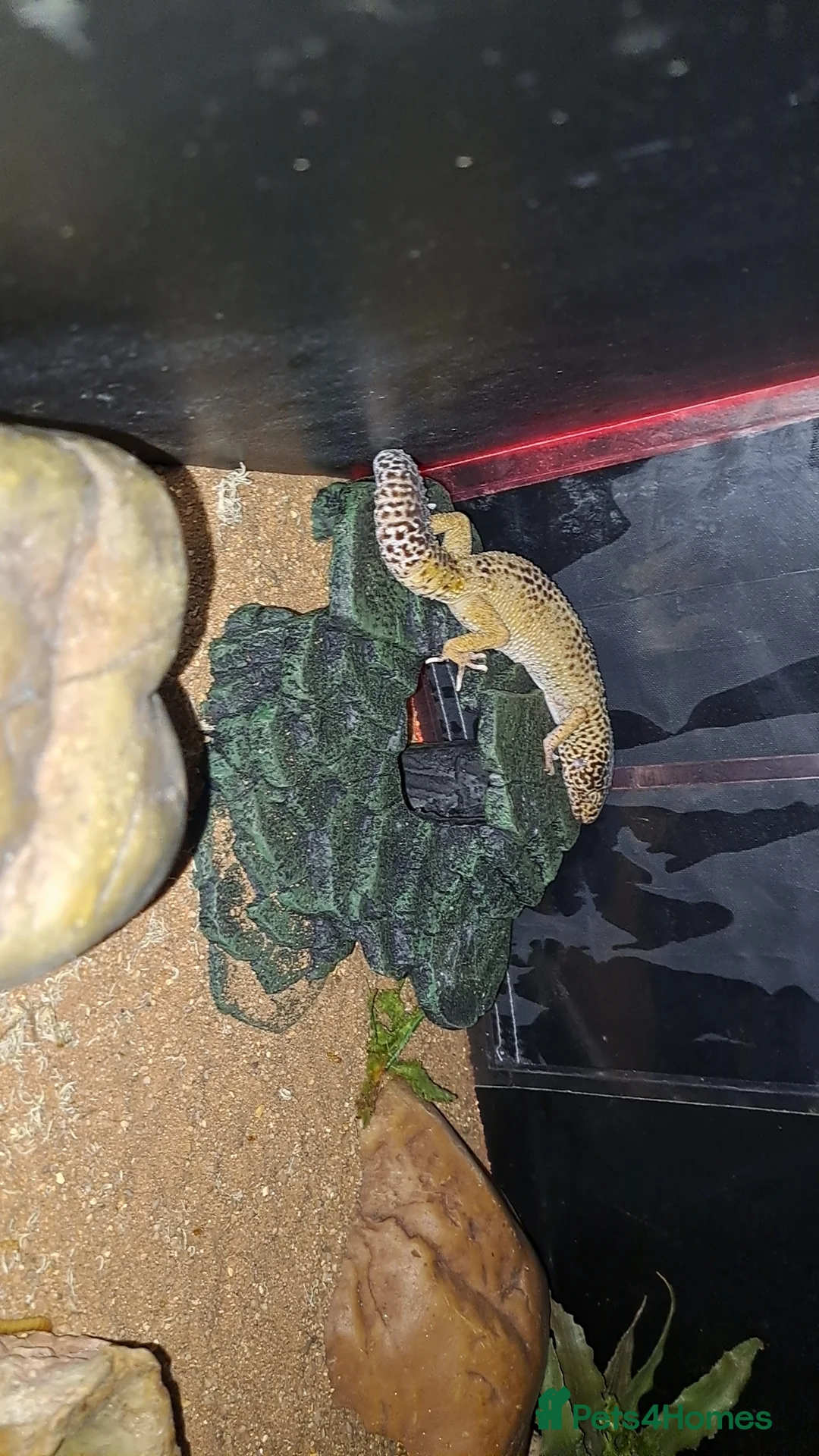 Leopard Gecko reptiles for sale: 1 female leopard gecko. - Advert 1