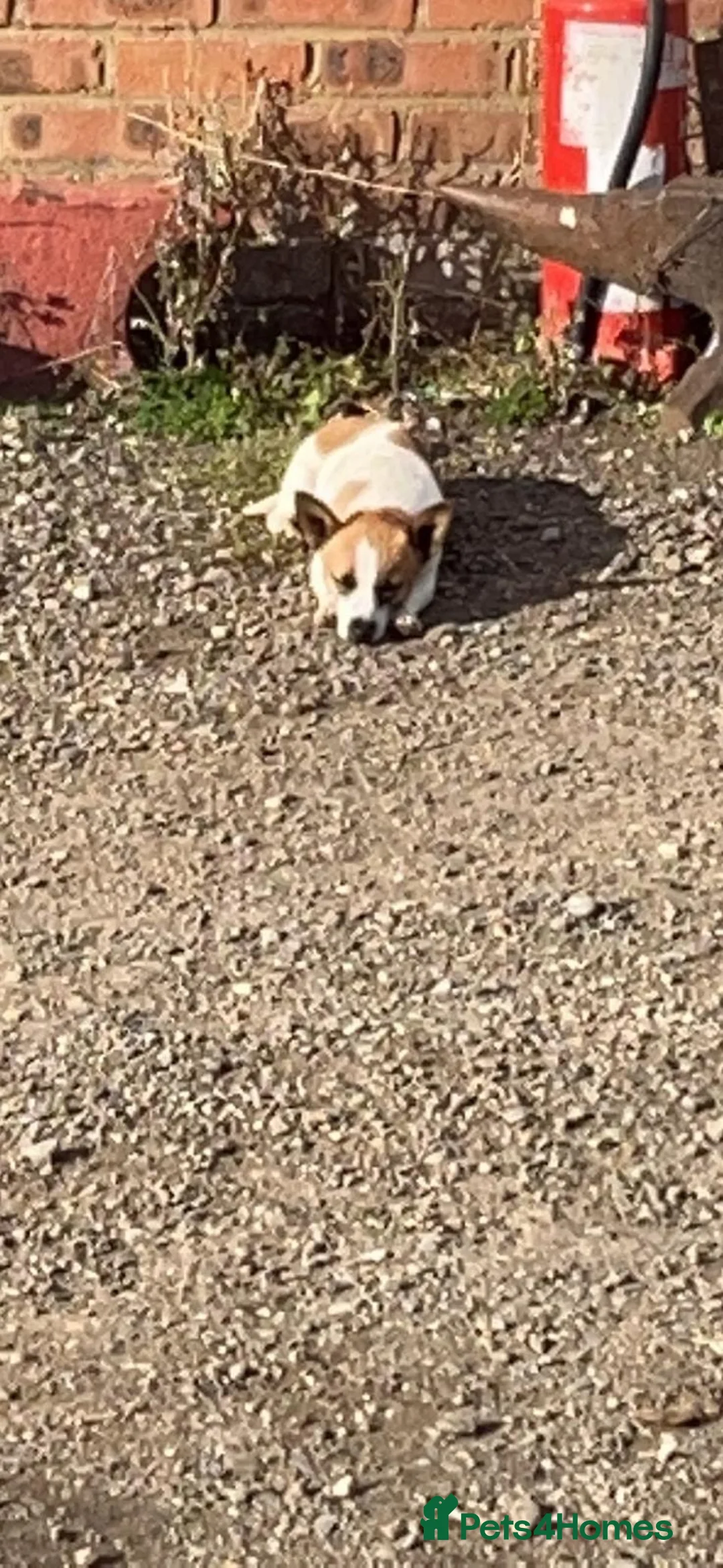 Mixed Breed dogs for sale: Puppy’s  in Dunstable - Advert 1