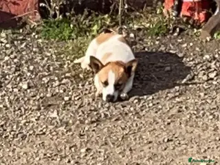 Mixed Breed dogs Puppy’s in Dunstable - Advert 2