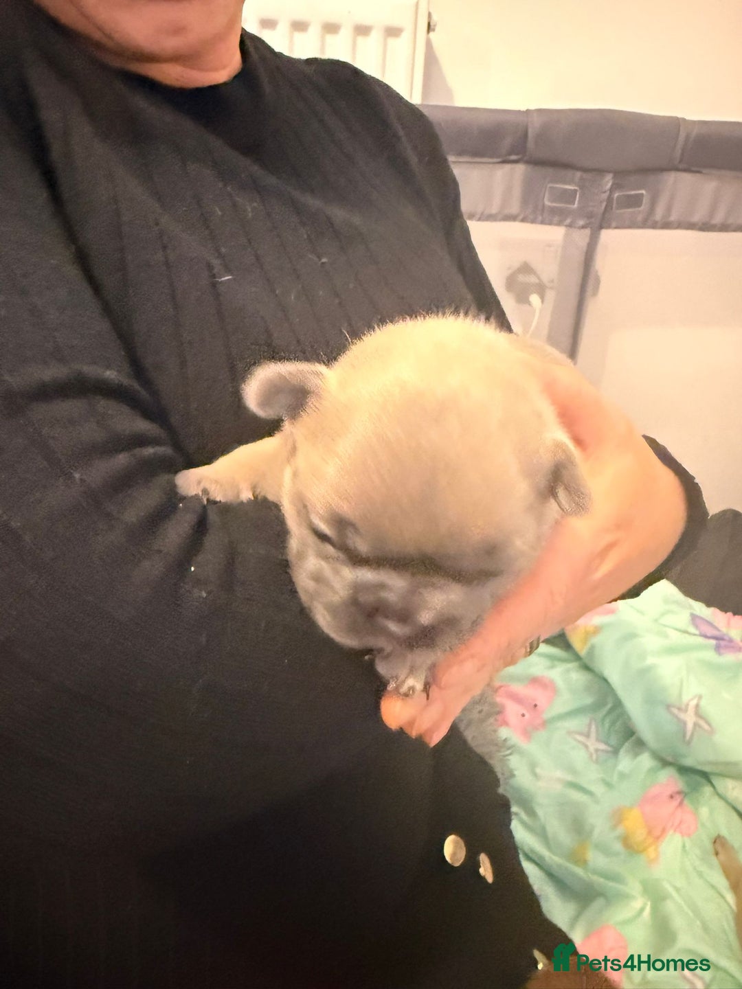 French Bulldog dogs for sale: Beautiful chunky frenchie puppies - Advert 12