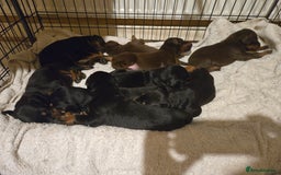 Dobermann dogs for sale: Kennel club registered Doberman puppies. - Image 3
