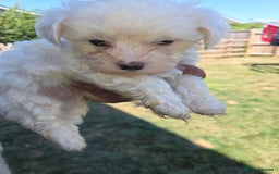 Maltese dogs for sale: Maltese puppies  - Image 6