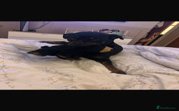 Rottweiler dogs for sale: Rottweiler girl for rehome - Image 3