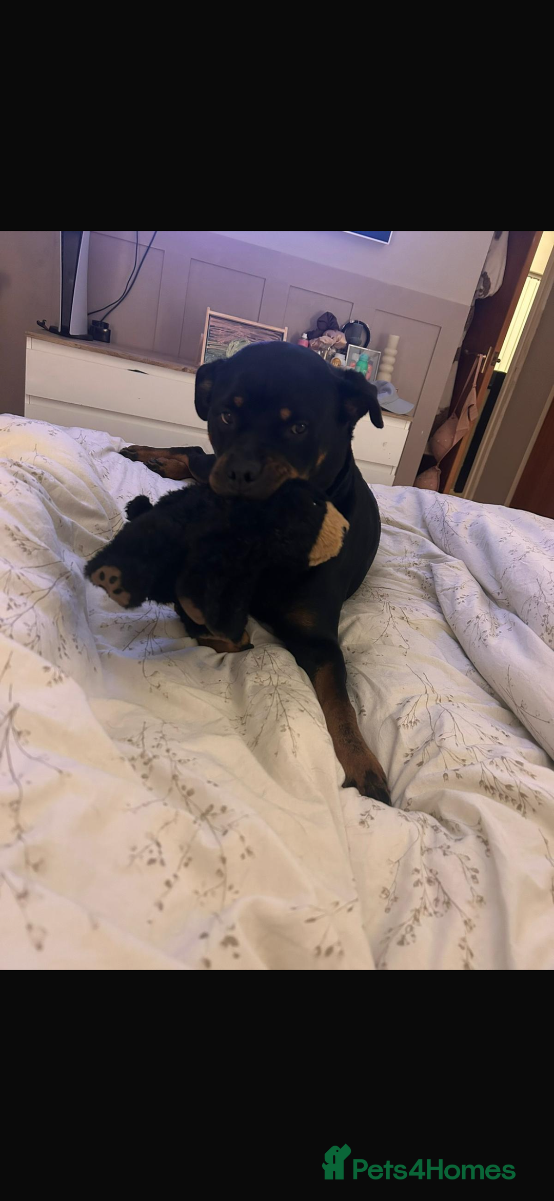 Rottweiler dogs for sale: Rottweiler girl for rehome - Image 3