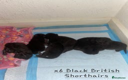 British Shorthair cats for stud: GCCF/TICA Cinnamon British Shorthair STUD  in London - Image 7
