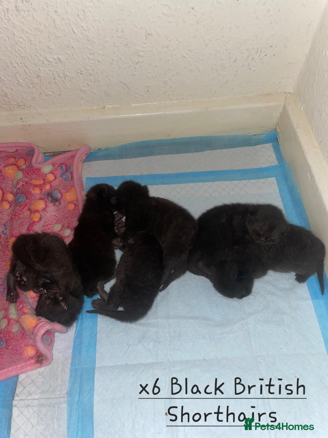 British Shorthair cats for stud: GCCF/TICA Cinnamon British Shorthair STUD  in London - Image 7