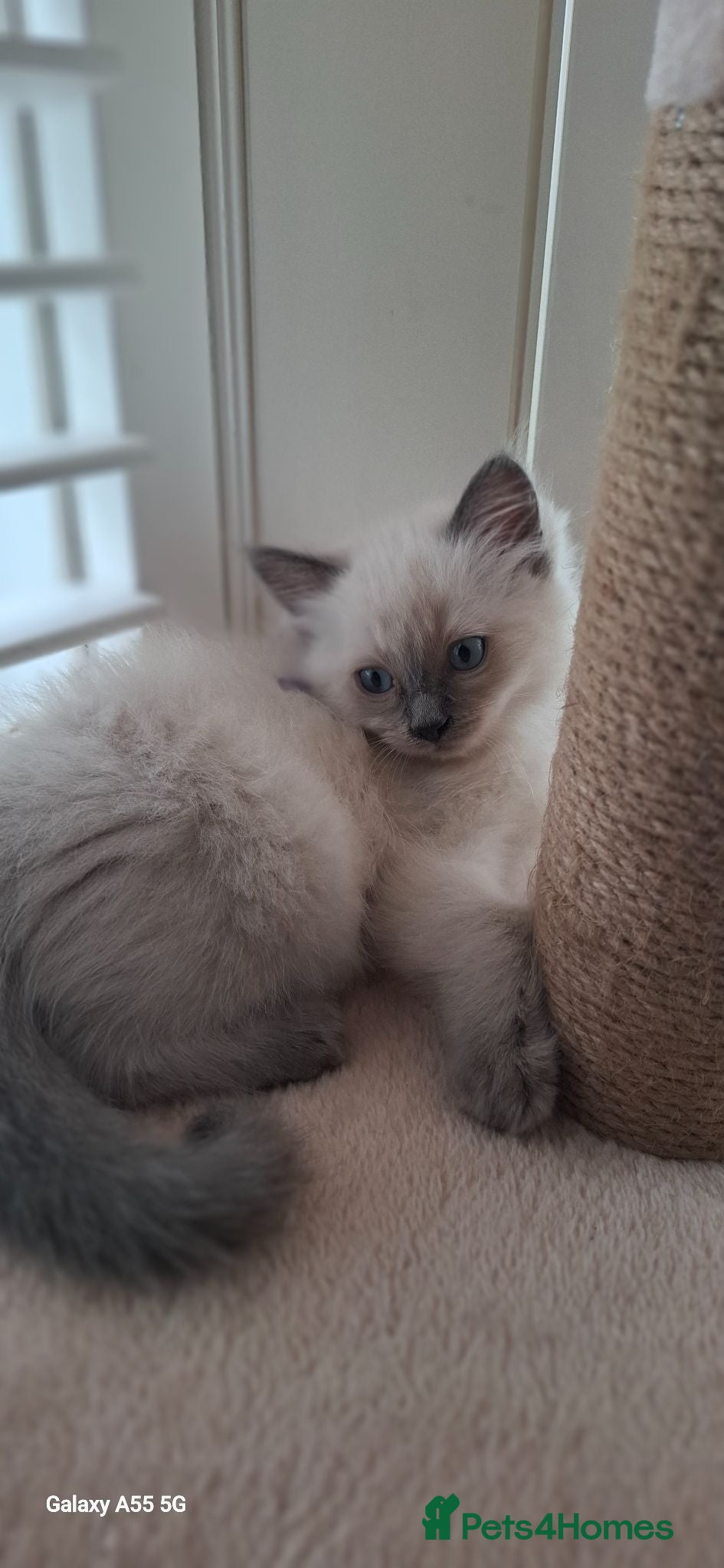 Ragdoll cats Stunning ragdoll kittens - Advert 1