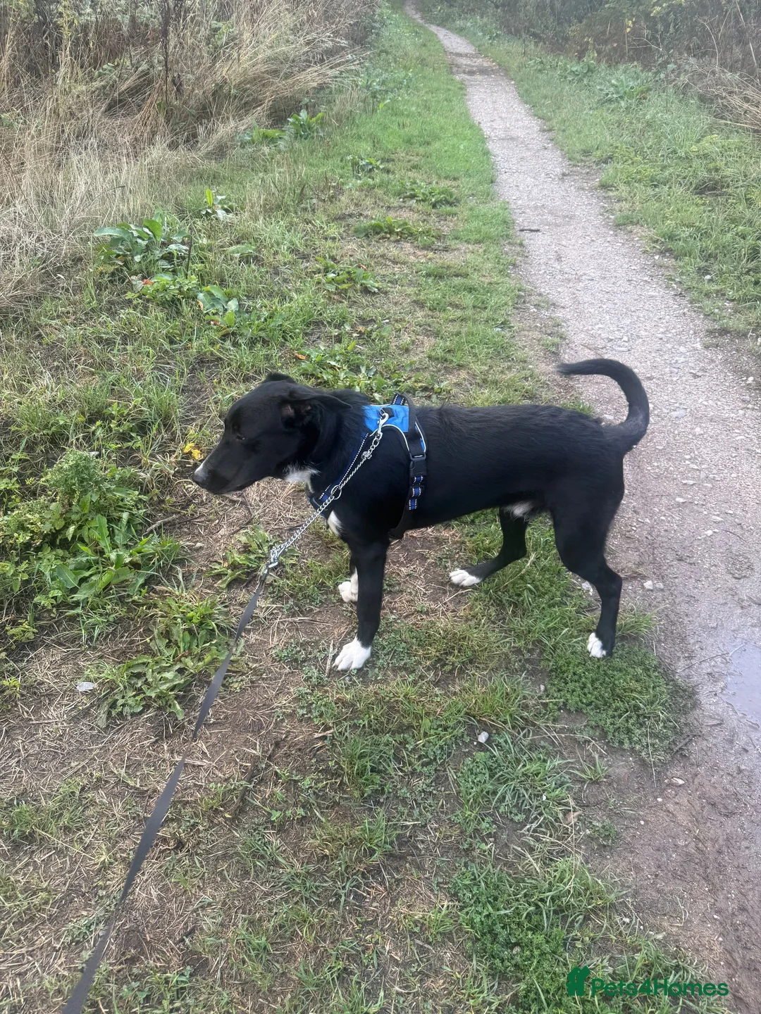 Border Collie dogs for sale: Border collie in Wrexham - Advert 2