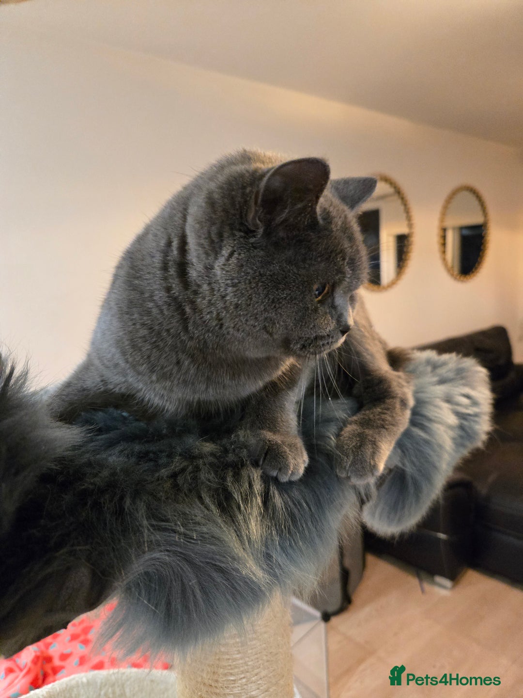British Shorthair cats for sale: Blue British shorthair 9 months old £400 - Advert 11