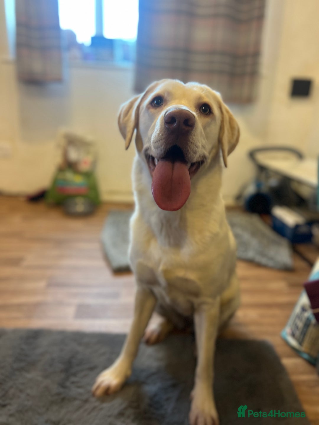 Labrador Retriever dogs for sale: female Dudley labrador for sale  - Advert 5