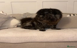 Chow Chow dogs for stud: MR CHOW - Black merl - Image 4