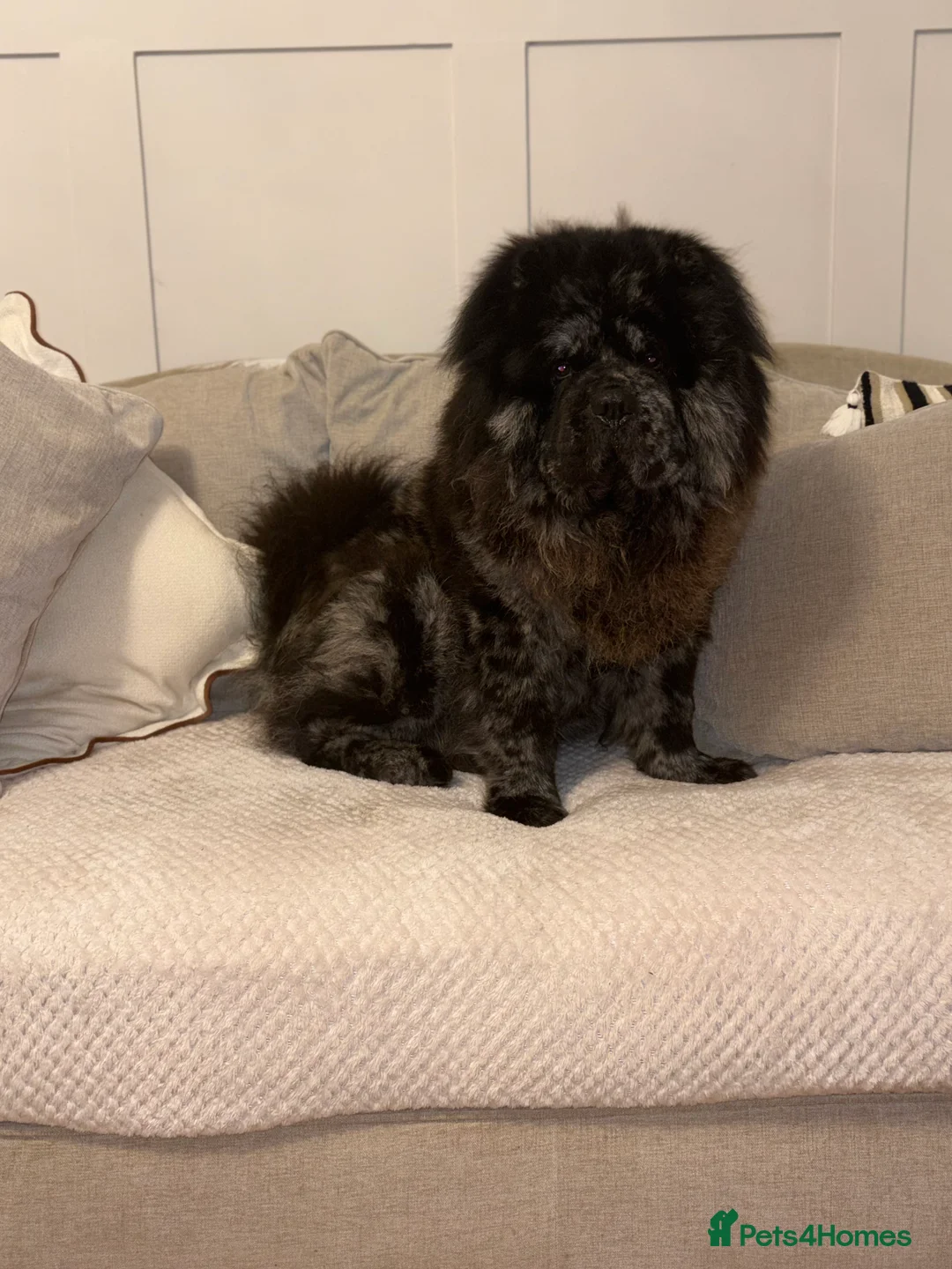 Chow Chow dogs for stud: MR CHOW - Black merl - Advert 4