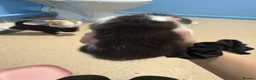 Mixed Breed cats for sale: Sister and brother  - Advert 18