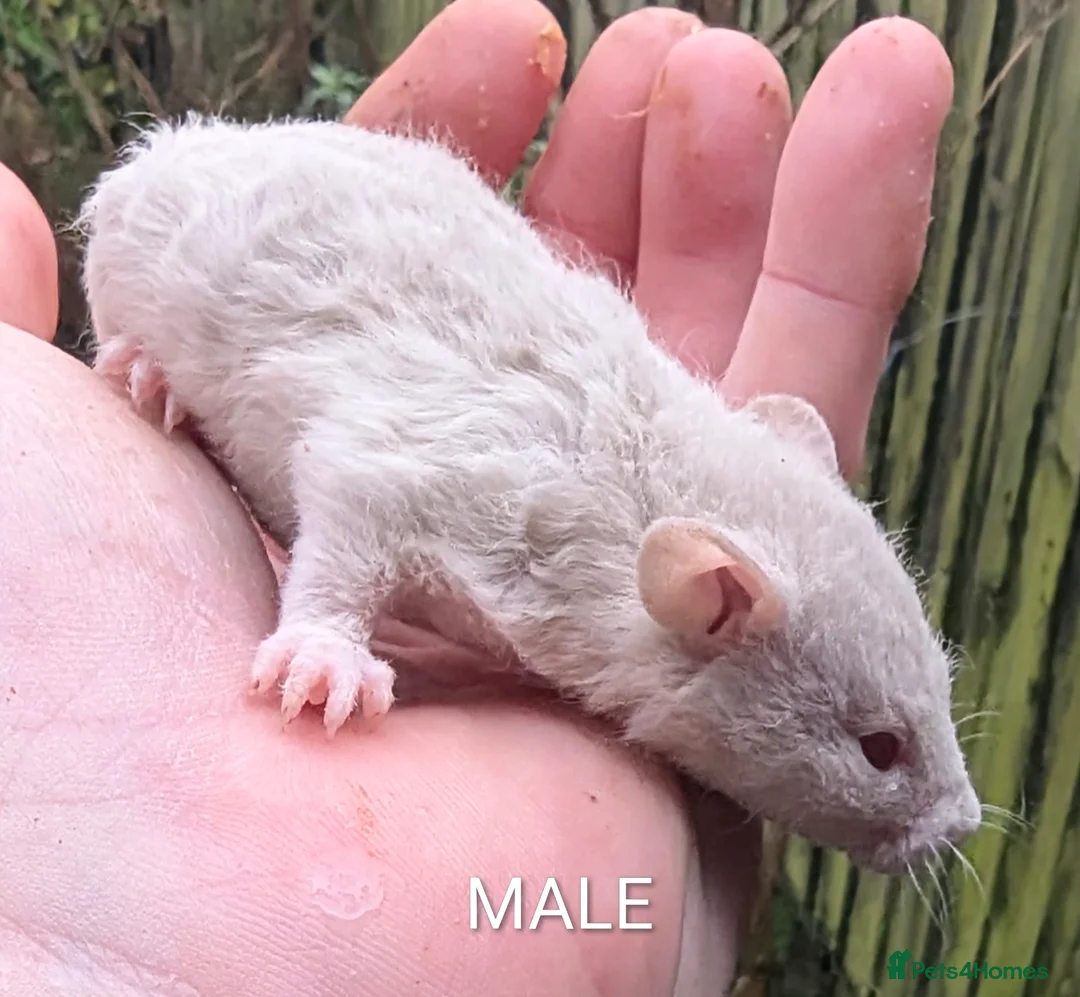 Rat rodents for sale: Baby rats various breeds available 5-10 weeks old - Advert 16