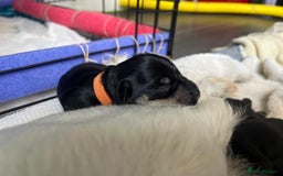 Miniature Schnauzer dogs for sale: Miniature Schnauzer Puppies - Image 10