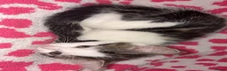 Mixed Breed cats for sale: Gorgeous kittens in Dukinfield - Advert 11