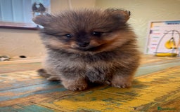 Pomeranian dogs for sale: 2x Gorgeous Pomeranians Boys   - Image 6